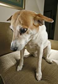 Epingle Sur Chien