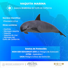 We did not find results for: Vaquita Marina La Marsopa Mas Pequena Del Mundo Procuraduria Federal De Proteccion Al Ambiente Gobierno Gob Mx