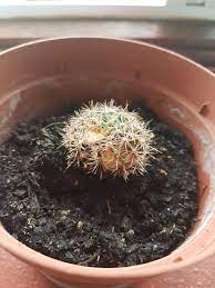 Upon getting the cactus, i wanted to put it into a prettier pot, and because the plastic one didn't quite fit into the new one i got, i repotted it. My Cactus Is Dying What Can I Do To Save It Half Of It Has Turned Black With A White Mould Growing On It The Other Side Is Turning To A Lighter