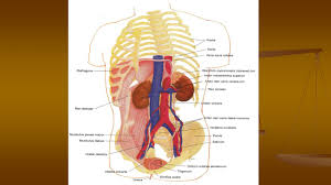 Check spelling or type a new query. Sistim Urinaria Ppt Download