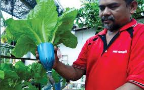 Apakah ianya minyak kitar semula? Kebun Kitar Semula Harian Metro