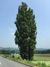 Pin By Ricky Hsu On Hokkaido Country Roads Plants Tree