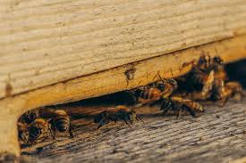Restaurant pest control may be costly, but it's certainly not as costly as having pests running around your restaurant freely. Pest Control In Restaurants And The Foodservice Industry Daily Bayonet