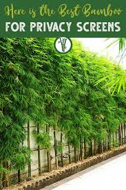 A screening plant or screening equipment is used during the mechanical screening process to sieve & separate different sizes of raw and crushed rock. What Bamboo Is Best For Privacy Screens Bamboo Plants Hq