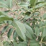 Image result for Zanthoxylum chalybeum