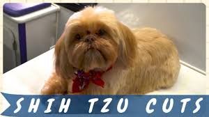 If you happen to live in hot and humid climate, this is the best suited hairstyle for your dog. Cute Shih Tzu Haircuts And Styles Shihtzu Time