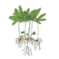 Image result for Vigna subterranea