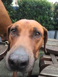 Our first choice in rottweiler mix puppies is the labrottie. Dick King Smith Hq On Twitter Some Lovely Dogs I Met Today Father And Son A Rhodesian Ridgeback And Rhodesian Ridgeback Rottweiler Cross
