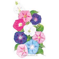 Pinwheel Blend Morning Glory Seeds Flowers Botanical Interests