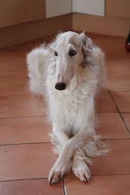 14d9e8dfdb1 1200 1800 Barsoi Hund Mieze Co Gekreutzte Beine In 2020 Borzoi Dog Dog Breeds Beautiful Dogs