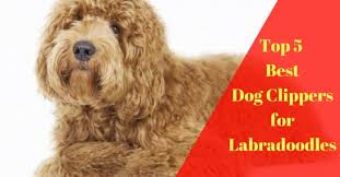 The golden brown coat will not be. The Best Dog Clippers For Labradoodles Top 5 Picks In 2021
