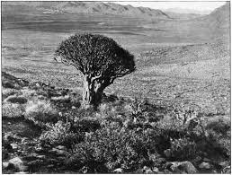 Image result for Dichilus bainesii