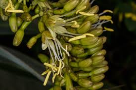 Image result for Habenaria attenuata