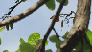 Image result for Cordia goetzei