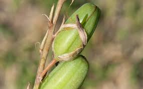 Image result for Aloe welwitschii