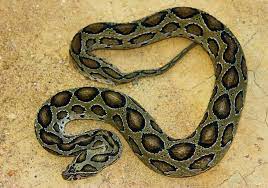 Russell S Viper Daboia Russellii Not To Be Confused With Pythons Viper Snake Snake All About Snakes