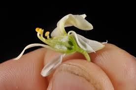 Image result for Moringaceae