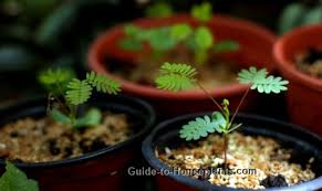 Image result for Mimosa pudica