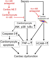Cb's/turlington septic service inc 7007 ernest lane gloucester county va 23072. A 2a Adrenergic Blockade Attenuates Septic Cardiomyopathy By Increasing Cardiac Norepinephrine Concentration And Inhibiting Cardiac Endothelial Activation Scientific Reports