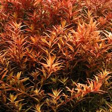 Image result for Rotala submersa