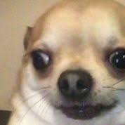 Gatos Gatos Fofos Engracadas Gatos Bonitos Gatos Graciosos Gatos Boni Cute Animal Memes Funny Animal Memes Dog Memes