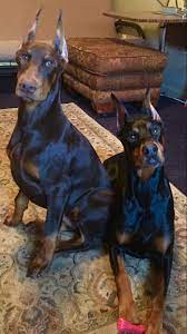 Did You Hear That Yup Me Too Doberman Pinscher Dog Doberman Dogs Doberman