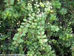 Image result for Myrsine africana