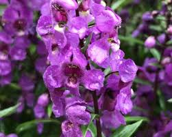 Angelonia Angustifolia Archangel Gardensonline
