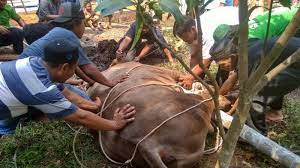 Cara Gambar Qurban Pertama Hewan Qurban Dirobohkan Ke Arah Kiri Dengan Kepalanya Menghadap Ke Kiblat Pelaksanaan Ibadah Qurban Cara Menggambar Gambar Hewan
