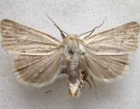 Image result for Photedes extrema