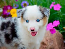 New male australian shepherd puppy, what should we name him? : r/NameMyDog