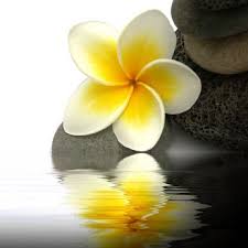 Fragrance Oils F L Fragrance Oils Elements Bath And Body Plumeria Flowers Tropical Flowers Beautiful Flowers