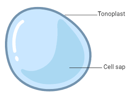 Vacuole function in an animal cell. Vacuole Function And Structure Types With Examples