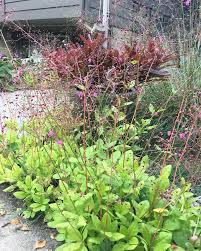 Image result for Talinum paniculatum