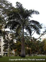 Image result for Roystonea oleracea