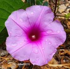 Image result for Astripomoea malvacea