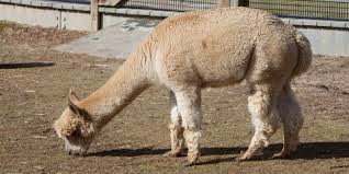 Camelid are member of the camel family. Alpaca Smithsonian S National Zoo