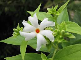 Maybe you would like to learn more about one of these? Maliagarden Coral Jasmine Seeds Siuli Flower Seeds Parijat Flower Tree Seeds Night Flower Pack Of 10 Seeds Buy Online In Colombia At Desertcart 158767100