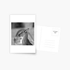 Black And White Framed Prints Australia A Kangaroo In Western Australia Square Black And White Greeting Card By Lucky6photos In 2020 Black And White Western Australia Kangaroo