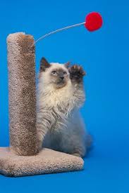How To Stop Cats From Scratching Furniture With A Home Remedy Spray Furniture Scratches Cat Repellant Cat Scratching