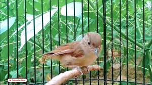 Adapun burung flamboyan ini tergolong jenis burung yang memiliki ukuran tubuh kecil ya sobat, biasanya ukuran tubuh burung imut ini tidak lebih dari 14 cm, dan untuk bulunya sendiri berwarna kecoklatan. Suara Burung Flamboyan Ribut
