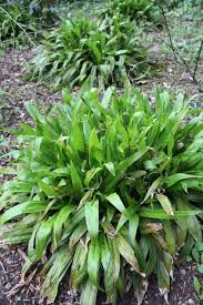 Image result for Carex cognata