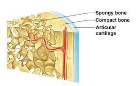 The quality or condition of being dense. Supportive Connective Tissue Cartilage And Bone Online Biology Notes
