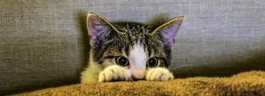 Ready to leave today we have for sale four beautiful kittens. Ready To Buy A Kitten Black Hawk