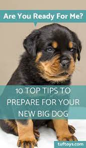 10 Top Tips To Prepare For Your New Big Dog Big Dog Care Large Dog Breeds Family Dogs Breeds
