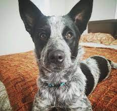75 Blue Heeler 25 Border Collie Blueheelermix Austrailian Cattle Dog Heeler Dogs Blue Heeler