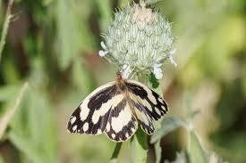 Image result for Acrotome inflata