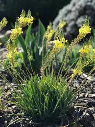 Image result for Bulbine