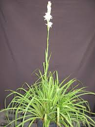 Image result for Polianthes tuberosa