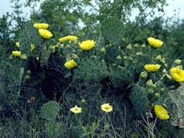 These are stunning, easily recognized cactus that make fantastic low maintenance house plants! Opuntia Engelmannii Var Lindheimeri Texas Prickly Pear Native Plants Of North America